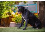 Adopt Clover (Charlotte) a Labrador Retriever, Chocolate Labrador Retriever
