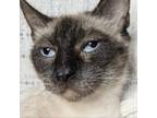 Adopt Cora a Siamese, Domestic Short Hair