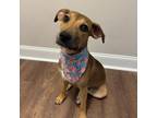 Adopt Sadie 2 a Hound