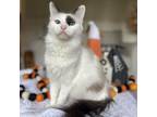 Adopt Athena a Domestic Long Hair, Siamese