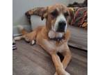Adopt Muller a Yellow Labrador Retriever