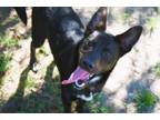 Adopt Matrix a Australian Shepherd