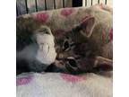 Adopt Dillinger a Domestic Short Hair