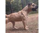 Adopt Hardley a Mixed Breed