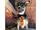 Adopt Thurman a Mixed Breed