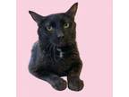 Adopt Mac Daddy a Domestic Short Hair