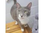 Adopt Belly Bob a Domestic Short Hair