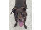 Adopt Cedar a Labrador Retriever