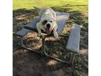 Adopt Mac a Great Pyrenees