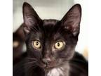 Adopt Smalls a Domestic Short Hair
