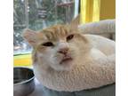Adopt McQueen a Domestic Long Hair