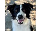 Adopt ENZO a Border Collie