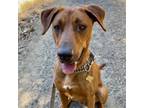 Adopt CHANCE a Labrador Retriever