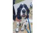 Adopt Harley B 24077 a Cocker Spaniel