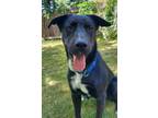 Adopt Cedo a Labrador Retriever, Australian Cattle Dog / Blue Heeler