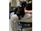 Adopt Boomer a Domestic Short Hair