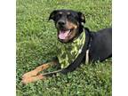 Adopt Jensen a Doberman Pinscher, Mixed Breed