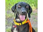 Adopt Coot a German Shorthaired Pointer