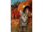 Adopt Spanky a Tabby