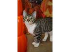 Adopt Stymie a Tabby