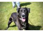Adopt Rocky a Labrador Retriever