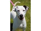 Adopt Tucker a Mixed Breed