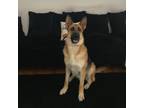 Adopt King - Home-to-Home a German Shepherd Dog