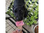 Adopt Tater a Australian Cattle Dog / Blue Heeler