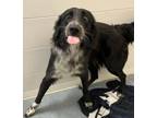 Adopt Eddie a Border Collie, Mixed Breed