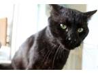 Adopt Cole a Domestic Short Hair