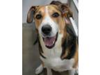 Adopt Tucker James ~ SO SWEET!! a Foxhound, Mixed Breed