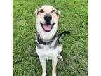 Adopt Astro (Butch) a Shepherd