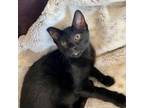 Adopt Martine a Domestic Short Hair