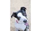 Adopt Ricky a Labrador Retriever
