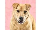 Adopt Carolina a Carolina Dog, Labrador Retriever