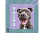 Adopt Baloo a Mixed Breed
