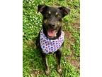 Adopt Dooder a Terrier, Mixed Breed