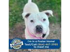 Adopt Teenwolf a Pit Bull Terrier
