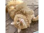 Adopt Taki a Tabby, Domestic Long Hair