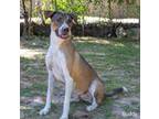 Adopt Buddy a Shepherd, Hound