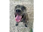 Adopt JACKIE CHAN a Treeing Walker Coonhound, Mixed Breed