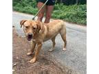 Adopt Party Boy a Black Labrador Retriever