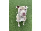 Adopt Max a Pit Bull Terrier