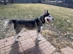Adopt Hugh a Alaskan Malamute, German Shepherd Dog