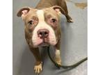 Adopt Sherman a Pit Bull Terrier