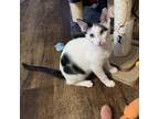 Adopt Steve a Domestic Short Hair