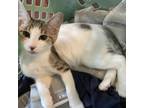 Adopt Stitches a Domestic Short Hair