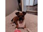 Adopt Gator a Pug, Beagle