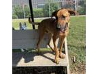 Adopt Dr. Pepper a Redbone Coonhound