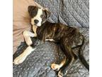 Adopt Shawn a Pit Bull Terrier